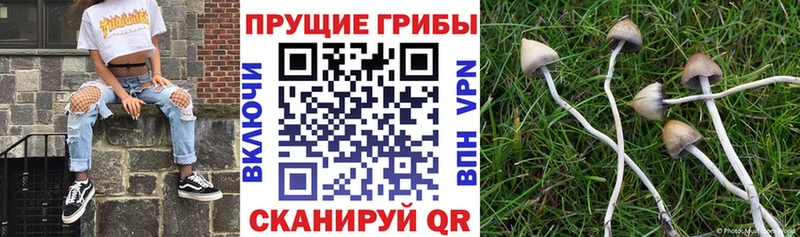 Галлюциногенные грибы MAGIC MUSHROOMS  Калининск 
